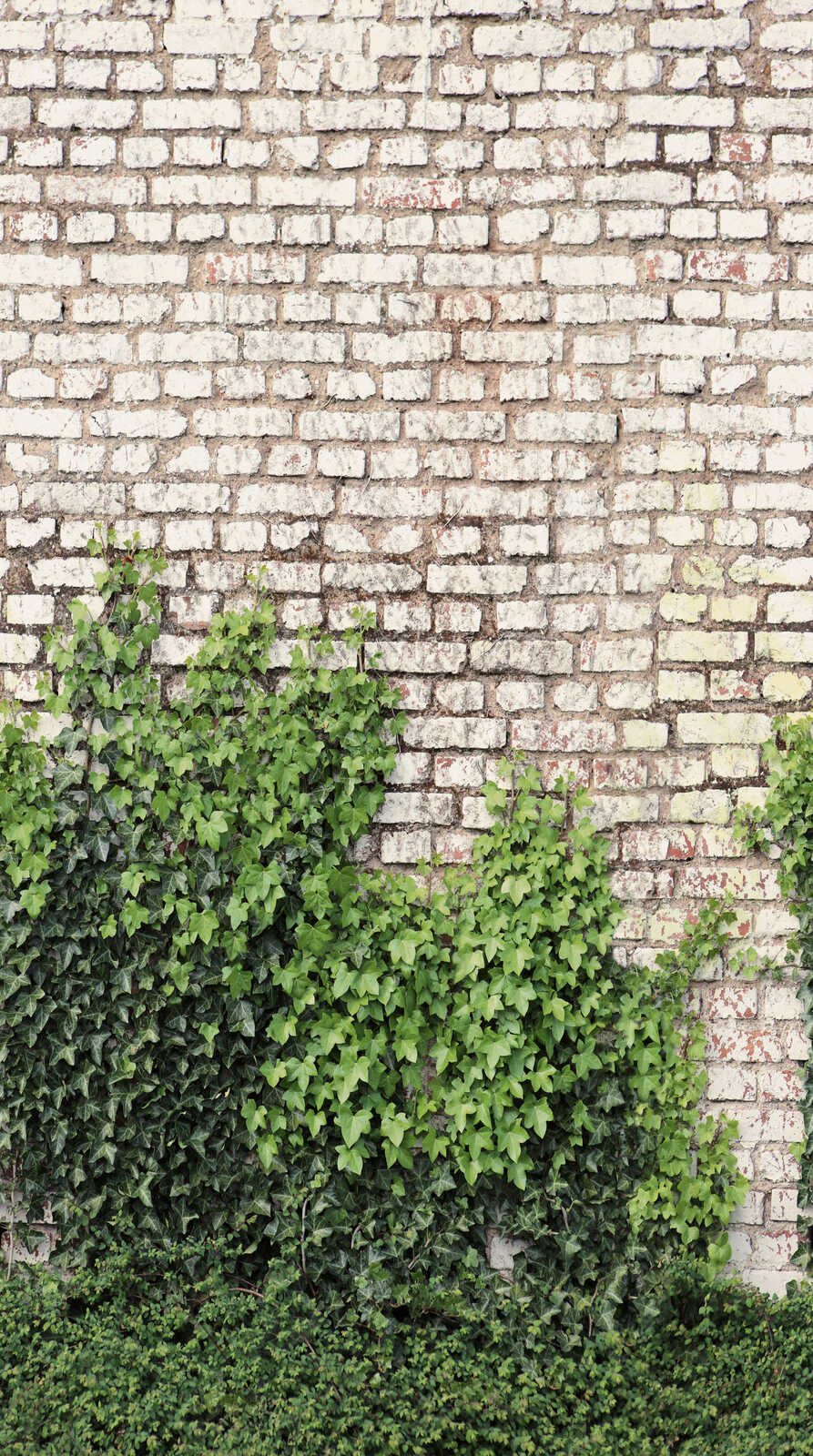 Moderne Vliestapete mit Backsteinmauer und Efeu im natrlichen Urban Look  matt & glatt - Beige