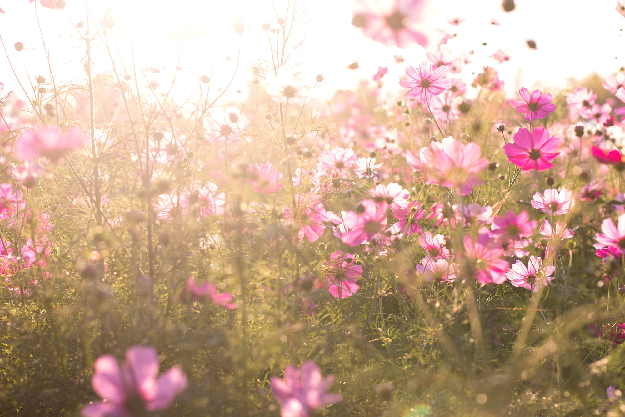 Blumenfeld, rosafarbene Blumen, Wildblumen, Sonnenlicht, Wiesenblumen