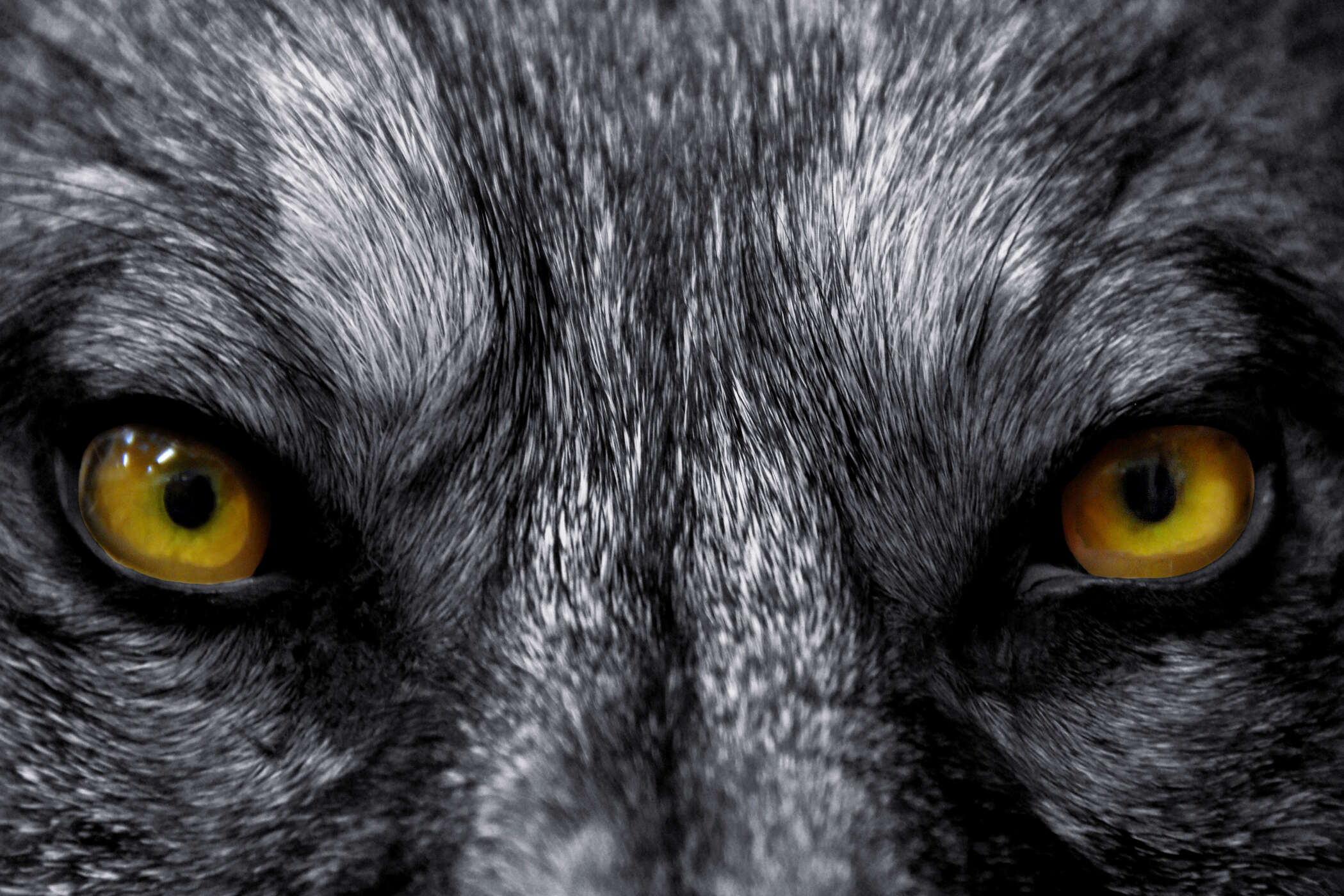 Katze, Augen, Fell, Mieze, Nahaufnahme