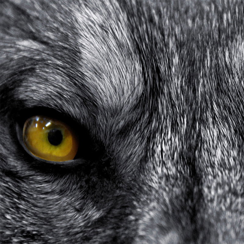 wolf, Auge, Nahaufnahme, Fell, Gelbes Auge