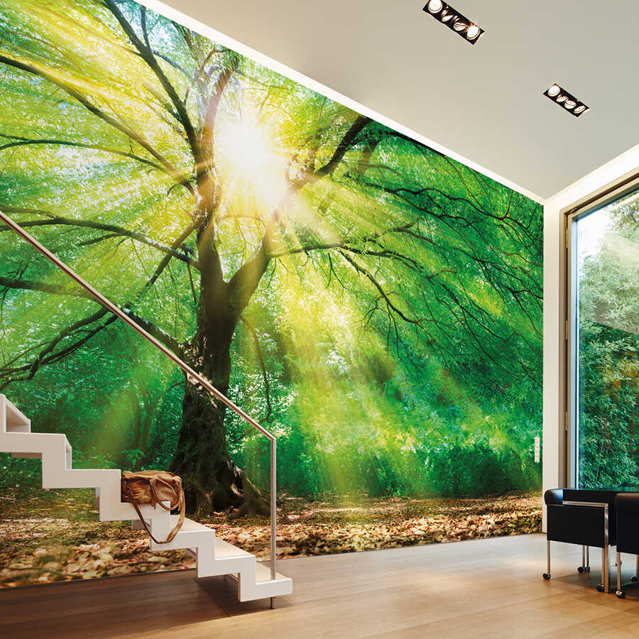 wald mural, tiefenwirkung, sonnenschein, treppenwand, naturmotiv