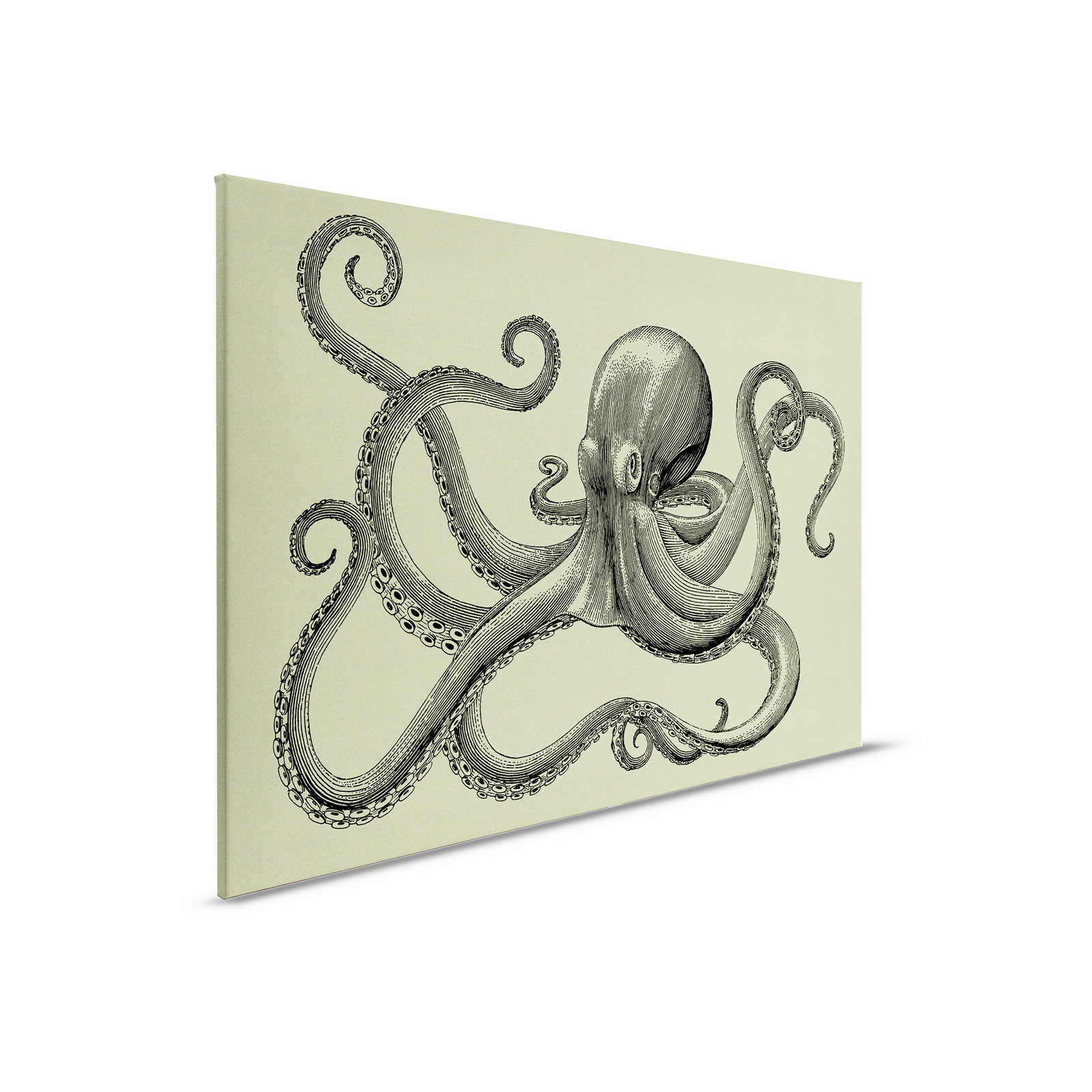 Tier, Wirbelloses Tier, Oktopus, Leben im Meer