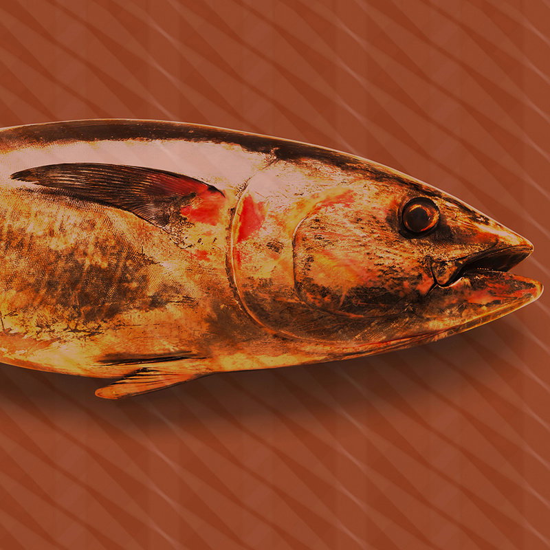 Tier, Fische, Leben im Meer, Thunfisch, Bonito