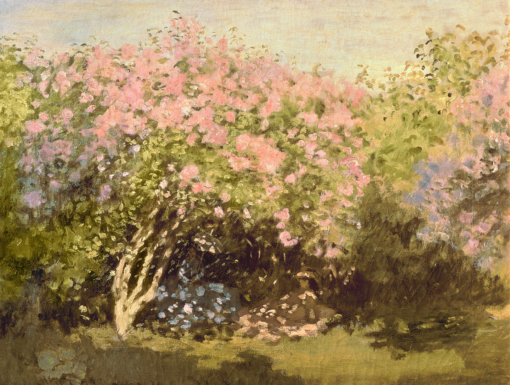 roses, busch, rosafarbene blumen, garten, impessionistische malerei