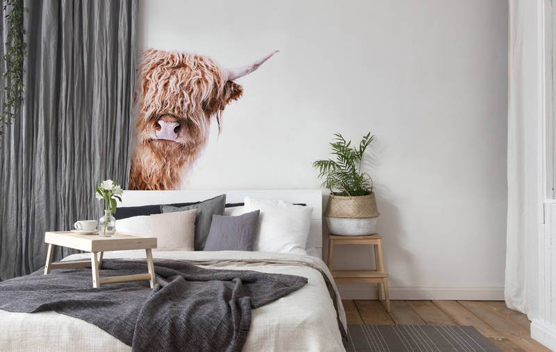 Bedroom, Wall mural, Farm animal, Llama, Natural light