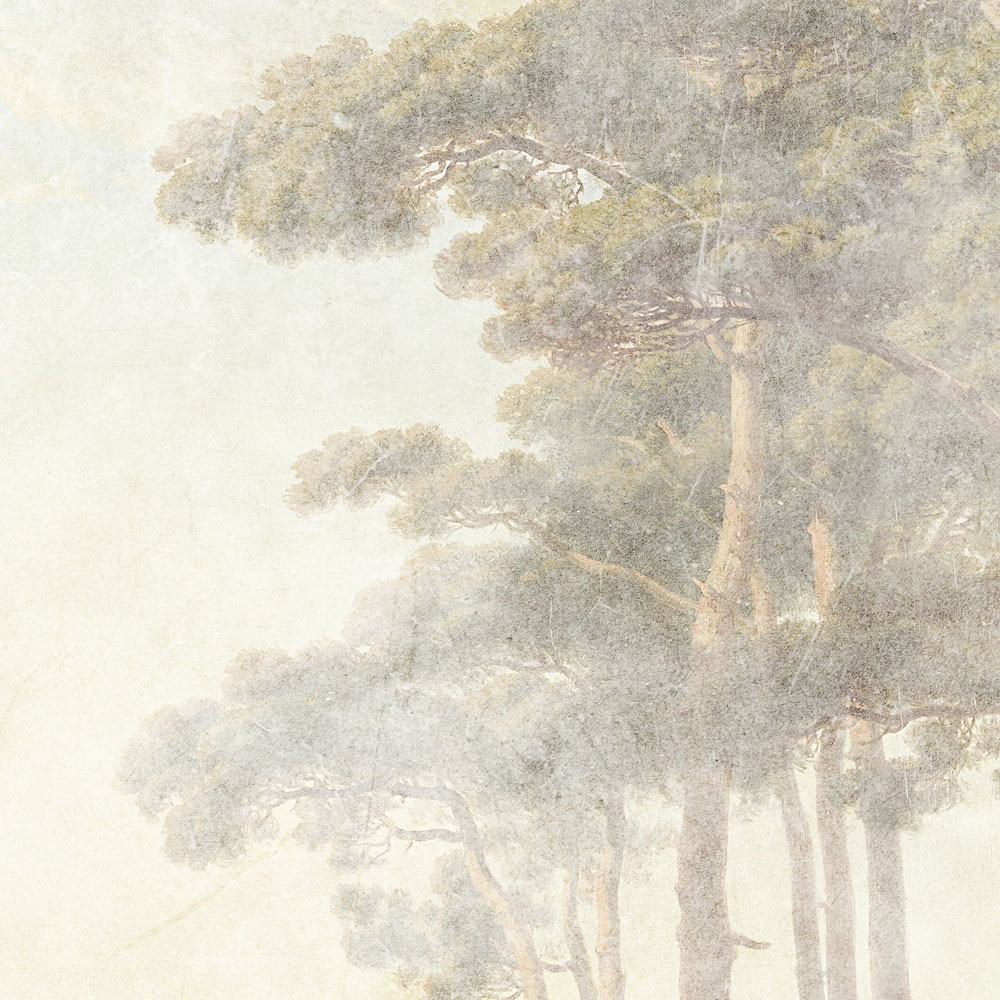 Baum, Wald, Kiefer, Natur, Textur