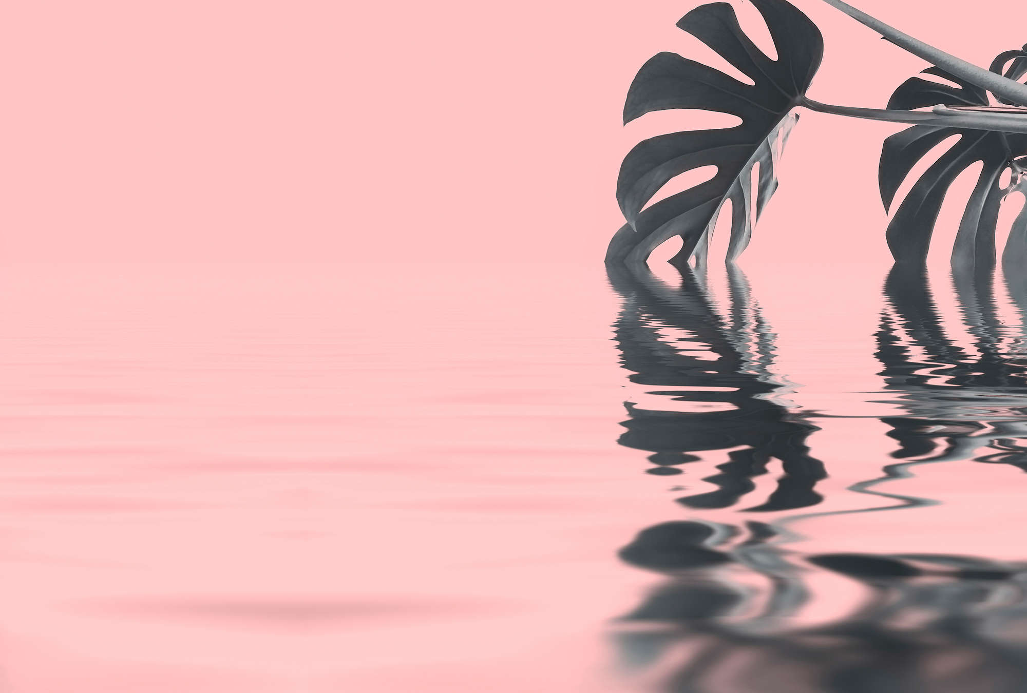 Monstera Blätter, Laub-Silhouette, Wasserreflexion, Roter/pinker Hintergrund, Botanische Deko