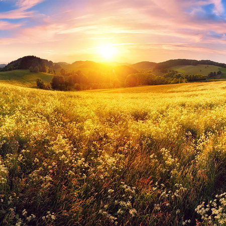 Feld, Wiese, Sonnenuntergang, Blumen, Landschaft