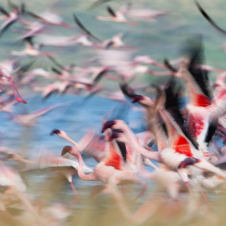 flamingos, Vögel, Schwarm, Wasser, Pink