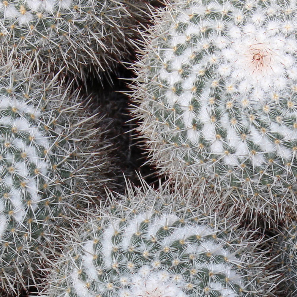             Botanischer Stil Wandtapete – Fototapete mit Kaktus Struktur in 3D Wirkung – Grau, Grün
        