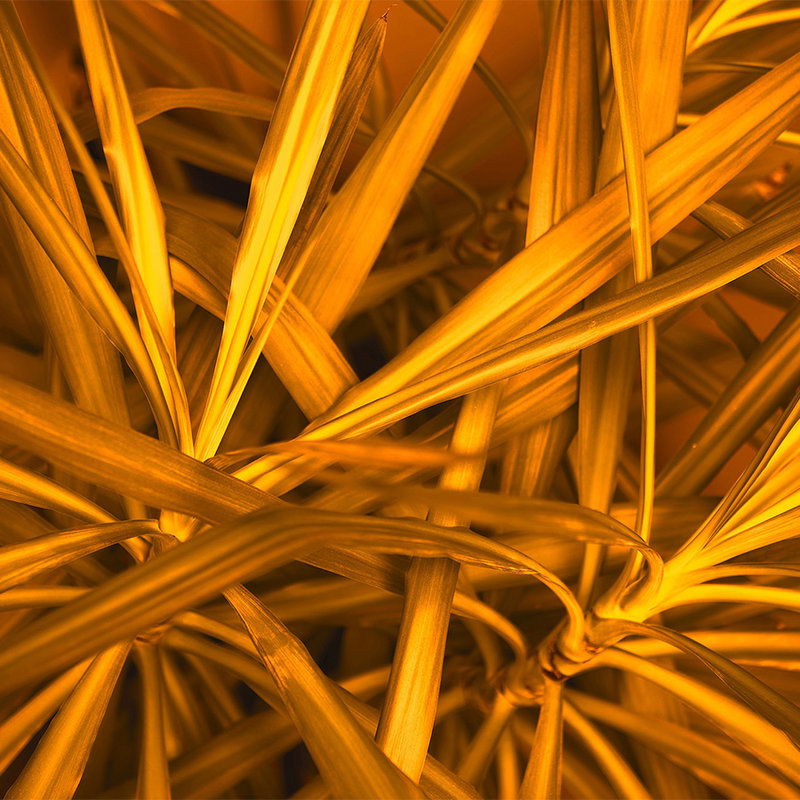         Natur Motiv Fototapete – Tropisches Blätterdesign mit Tiefe im Exotischen Flair – Orange, Braun
    