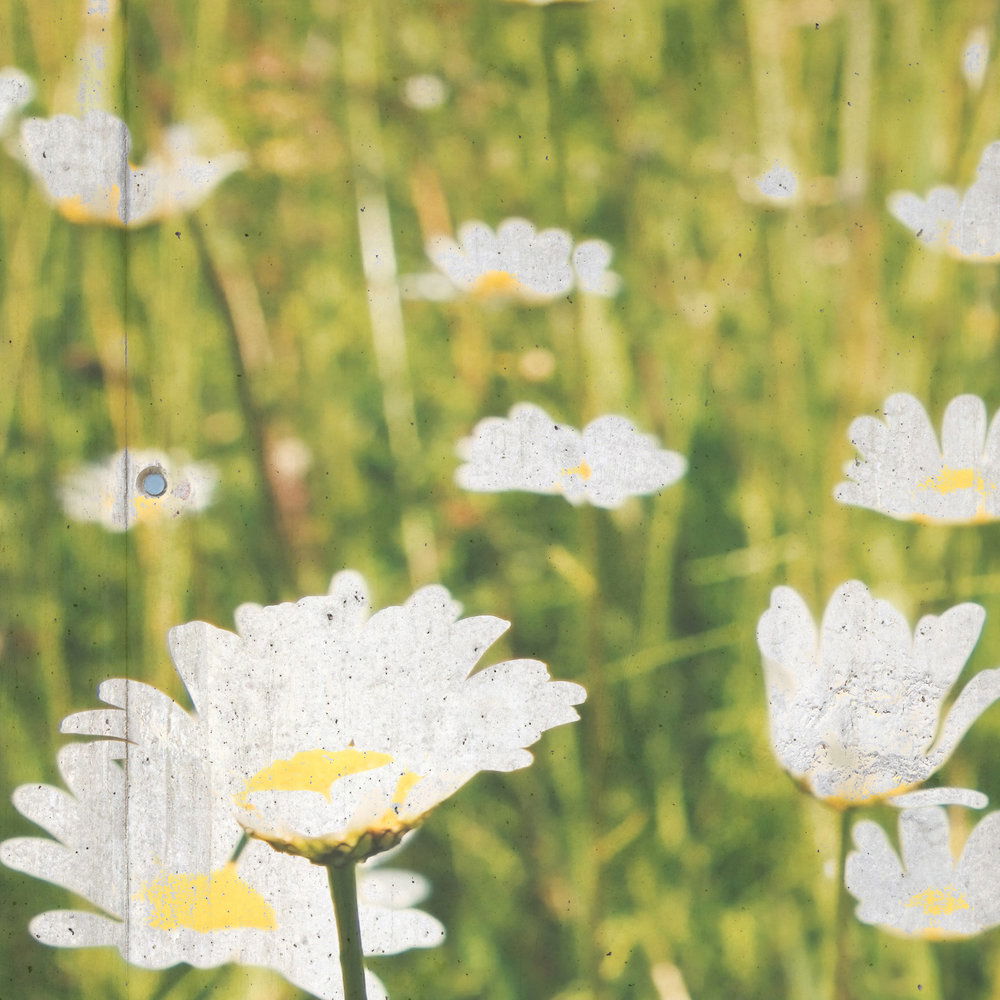             Vliestapete Fototapete im Beton Look – Blumenwiese im Natur Design – Grün, Weiß
        