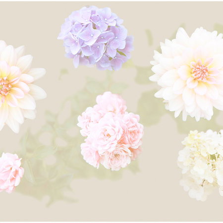 blume, dahlie, pastell, pflanze, blüten