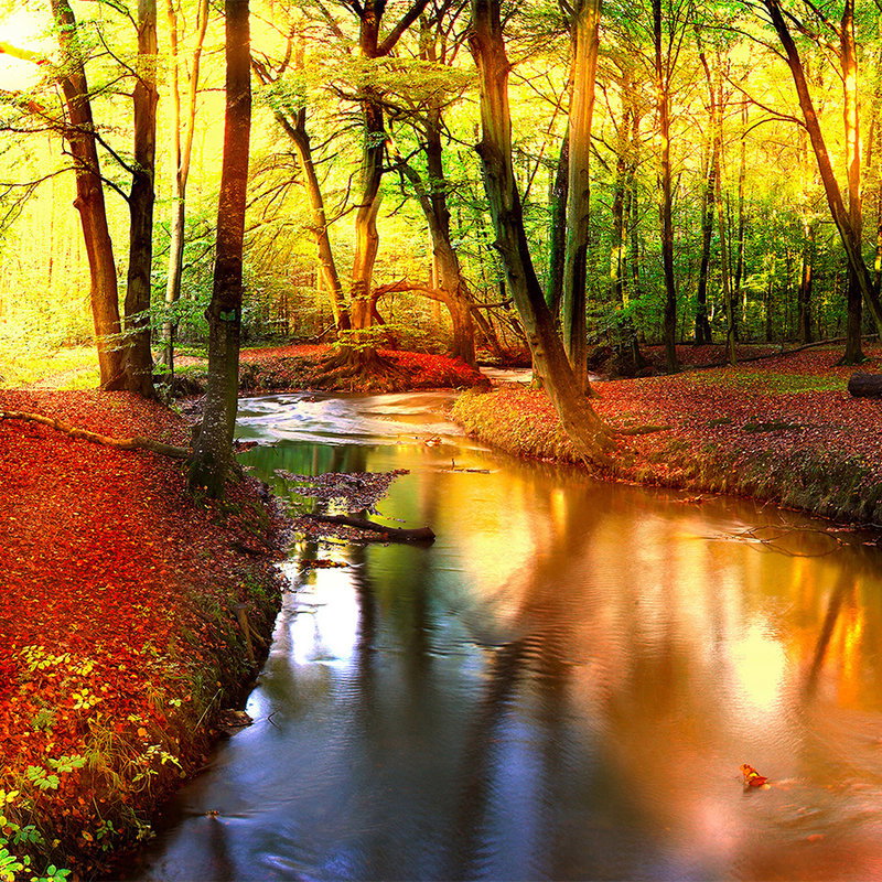 Herbstwald, Fluss, Bäume, Laub, Natur