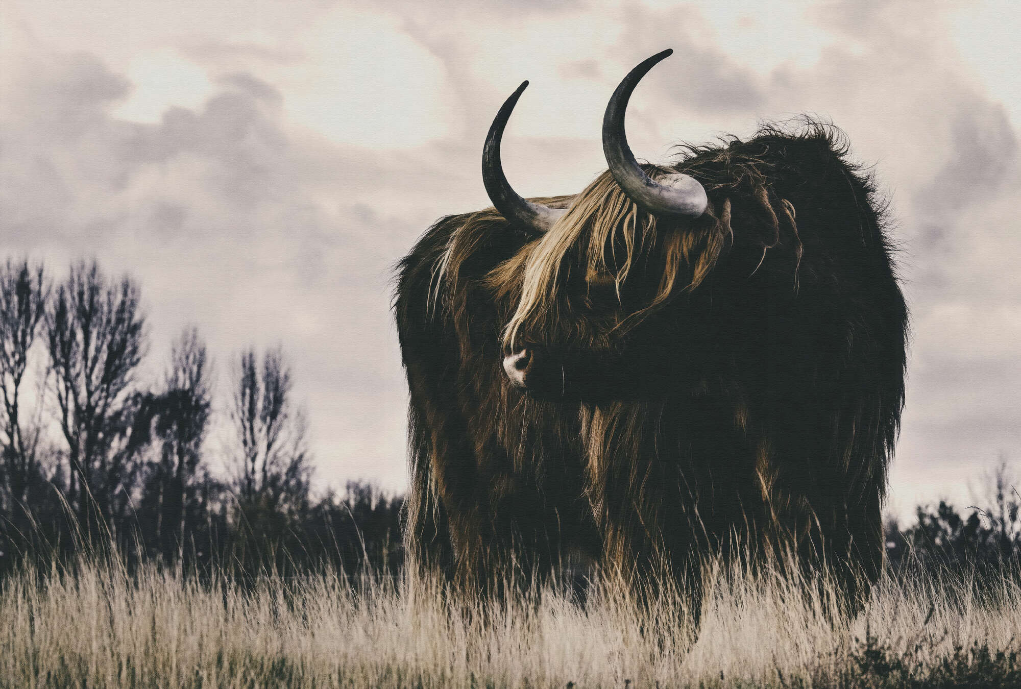 Stier, Säugetier, Rinder, Vieh, Kuh