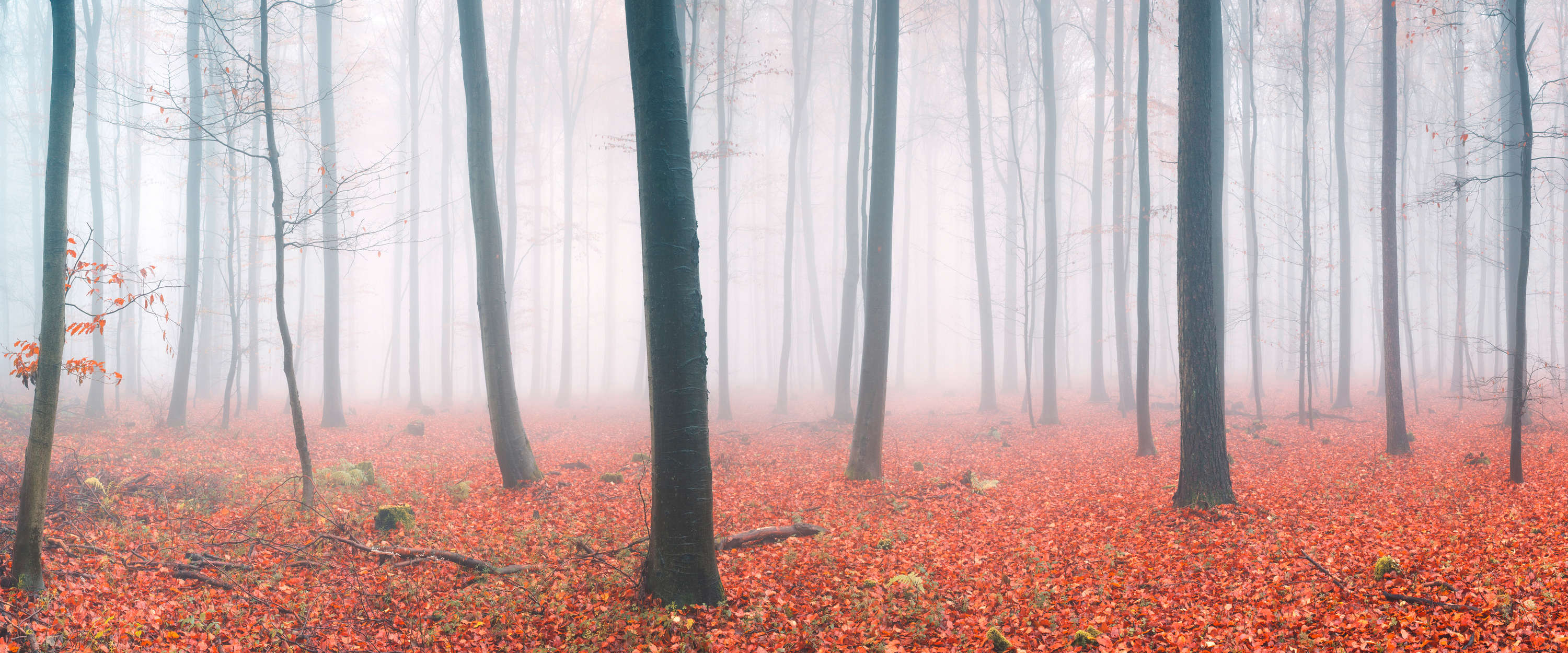 Wald, Herbst, Nebel, Blätter, Waldboden