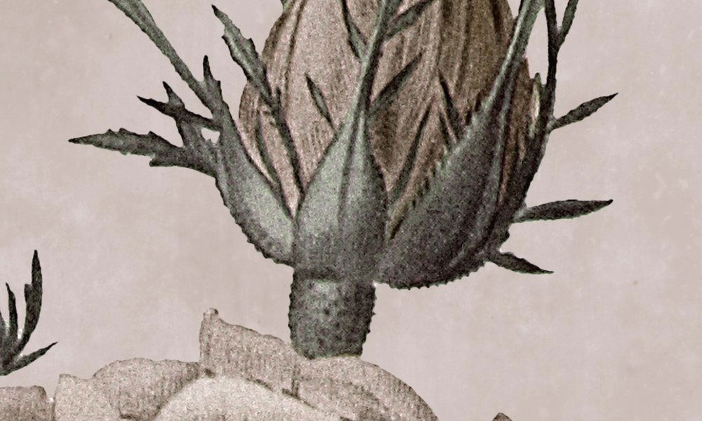 Kunst, Pflanze, Zeichnen