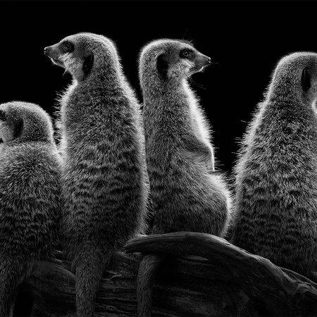 Tier, Katzenlängere, Gepard?, Pinguin?, Säugetier