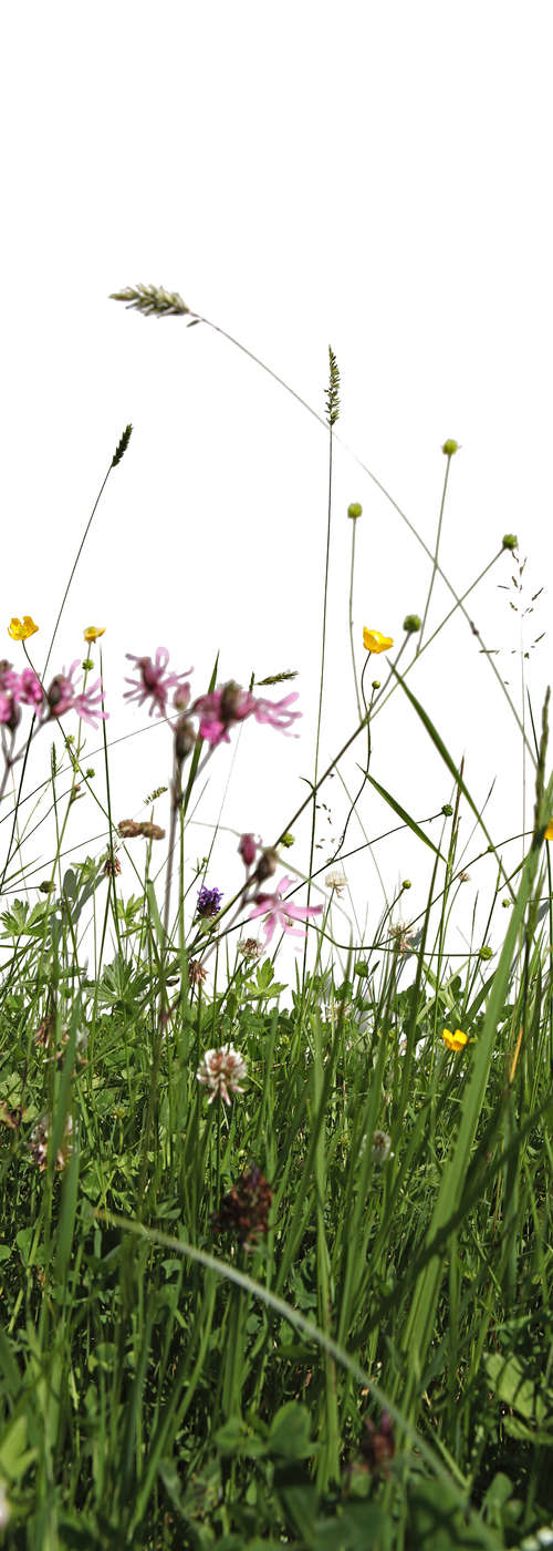 Wiesenpflanze, Wildblumen, Gras, Blumenwiese, Kräuterbiotop