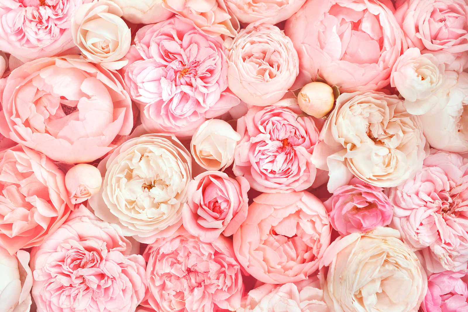 Leinwand mit Rosen Motiv – 0,90 m x 0,60 m