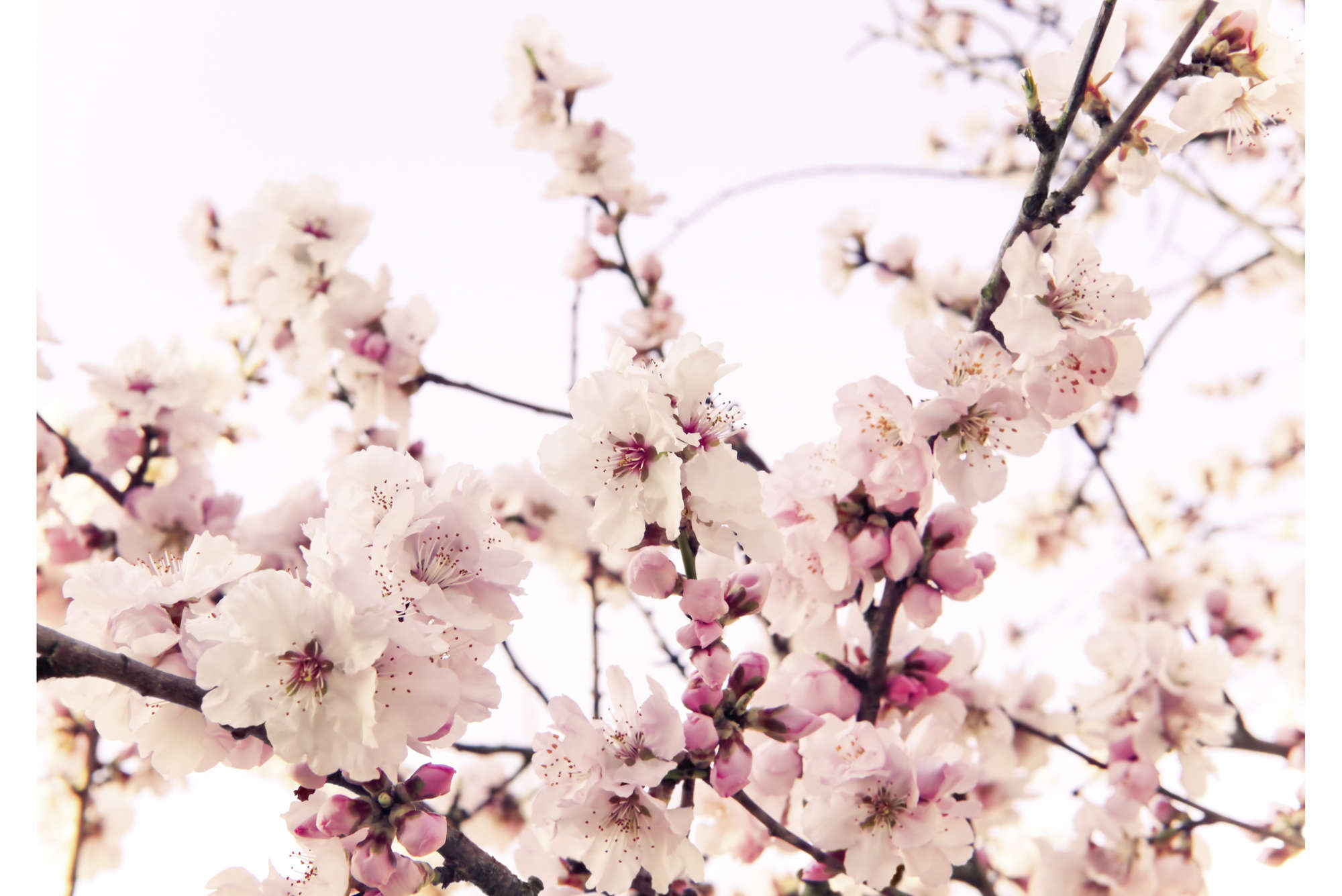 Kirsche, Blüten, Kirschblüten, Ast, Zweig