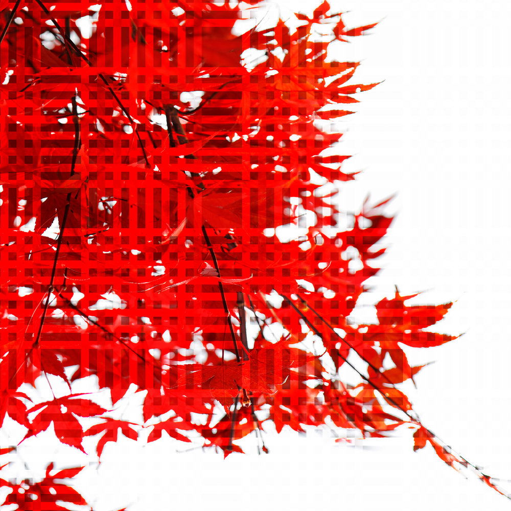             Natur Design Fototapete – Vliestapete mit roten Blättern in moderner Optik – Rot, Weiß
        