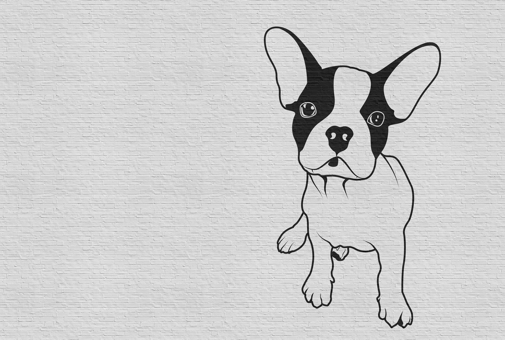Tier, Bulldogge, Hund, Säugetier, Haustier