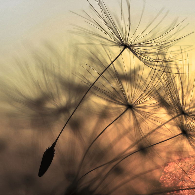         Fliegende Pusteblume im Sonnenuntergang – Gelb, Schwarz
    