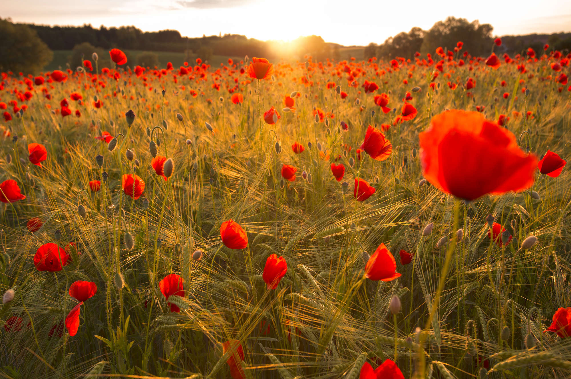Mohnfeld, Mohnblumen, Sommerfeld, Wiesenpflanzen, Sonnenuntergang