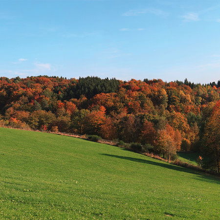         Fototapete Wald & Wiese – Bunter Laubwald im Herbst
    