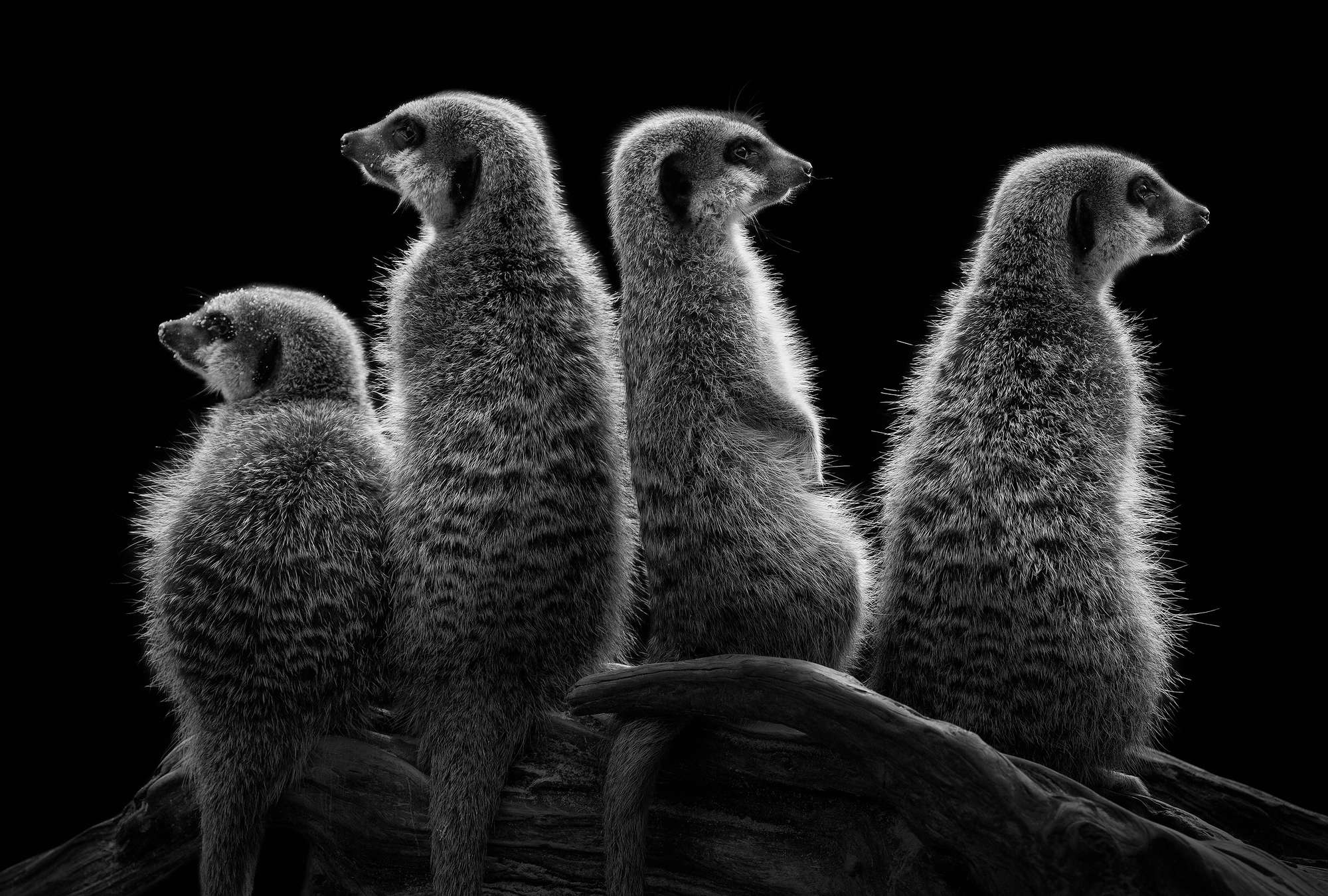  meerkats,  trio,  Säugetiere,  Fell,  Silhouette