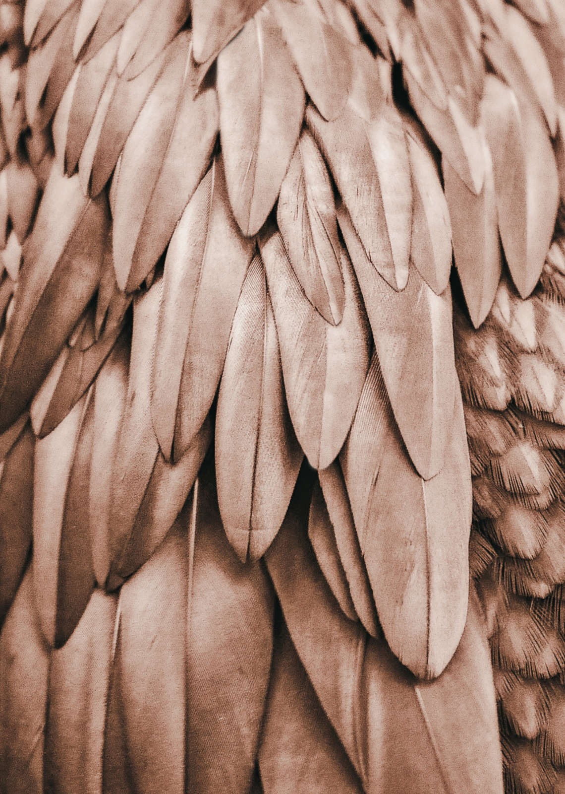 federschuppen, federn, flaumschicht, bird feathers, textur