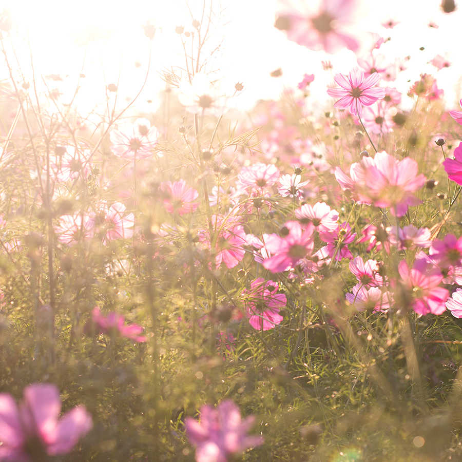 Blumen, Wiese, Pink, Sommer, Blütenfeld