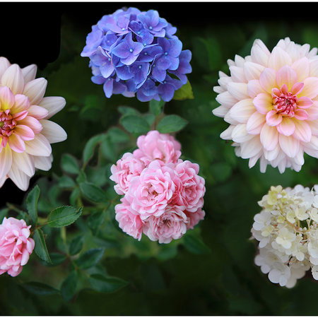 rosenstrauch, hortensien, blumen, farbvielfalt, pflanzen