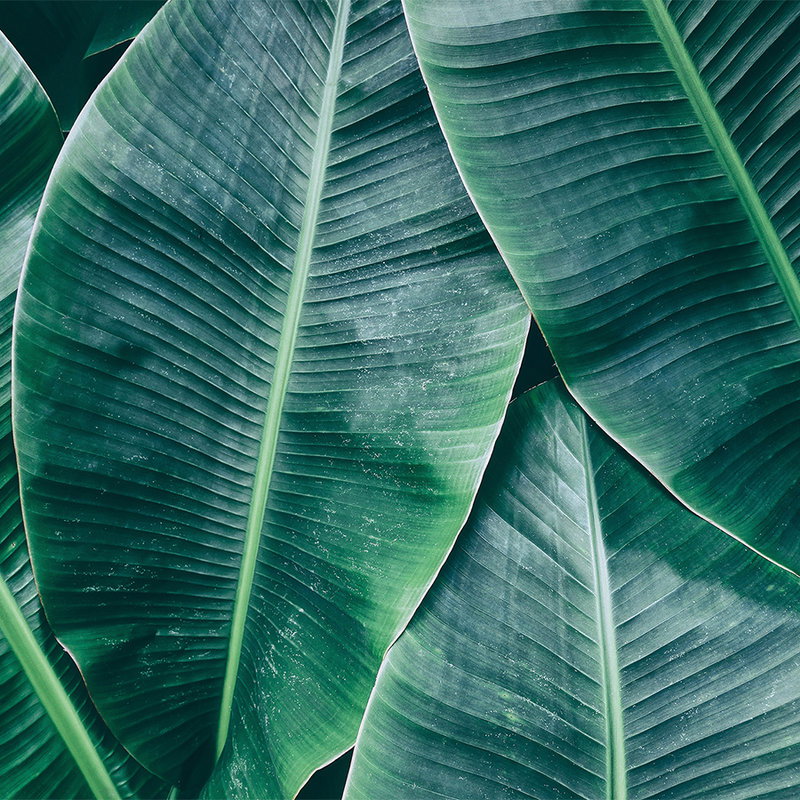 Blatt, Pflanze, Grün
