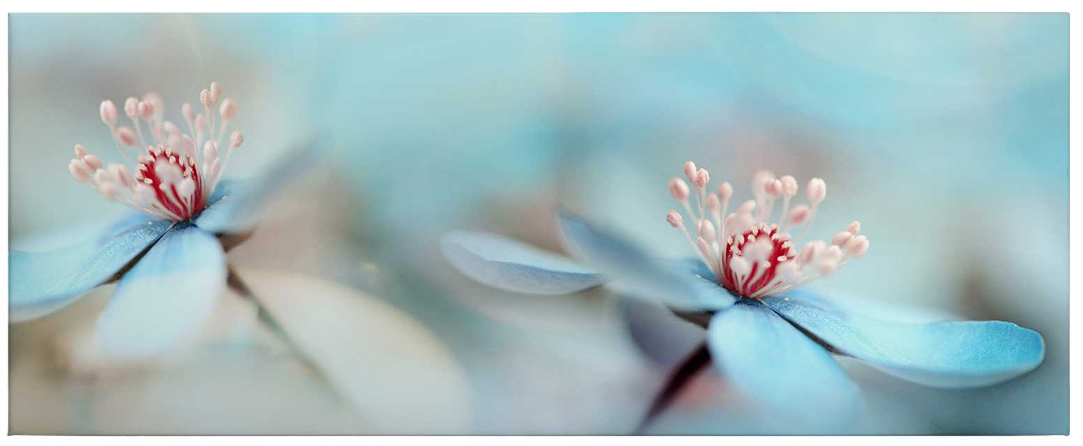             Panorama Leinwandbild Blumen in Weiß & Rosa von Westum – 1,00 m x 0,40 m
        