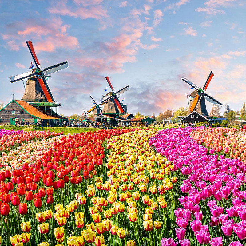         Holland Tulips & Pinwheel Behang - Kleurrijk, Bruin, Roze
    