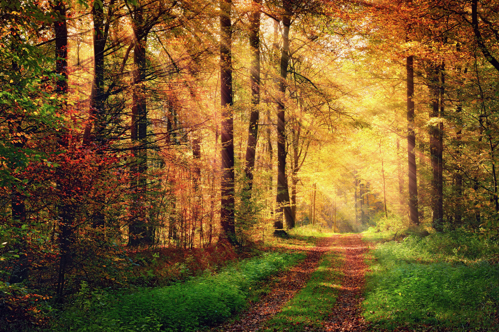 Herbstwald, Waldweg, Herbstfarben, Sonnenstrahlen, Laubwald