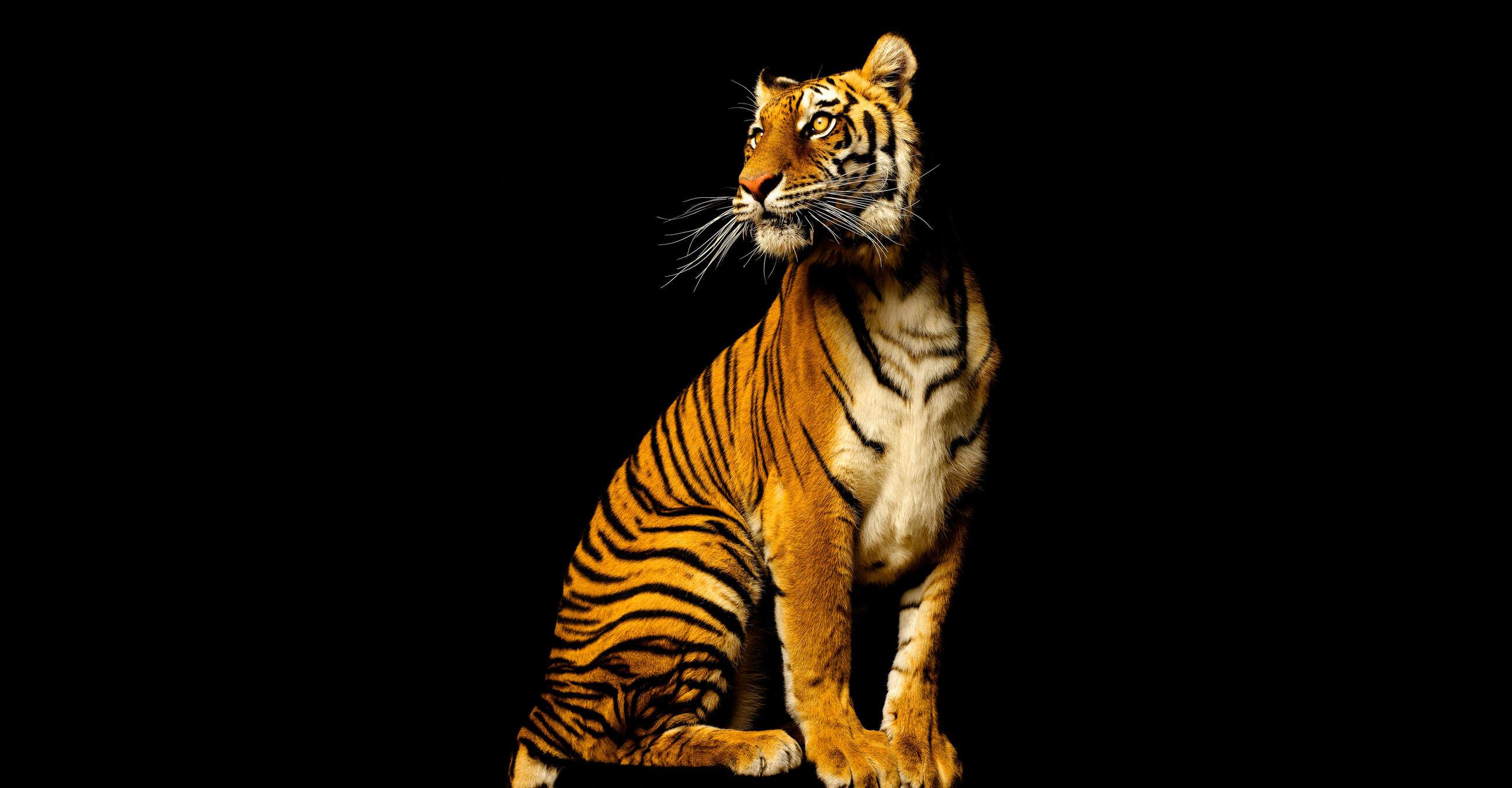 Tiger, Orange, Streifen, Großkatze, Fell