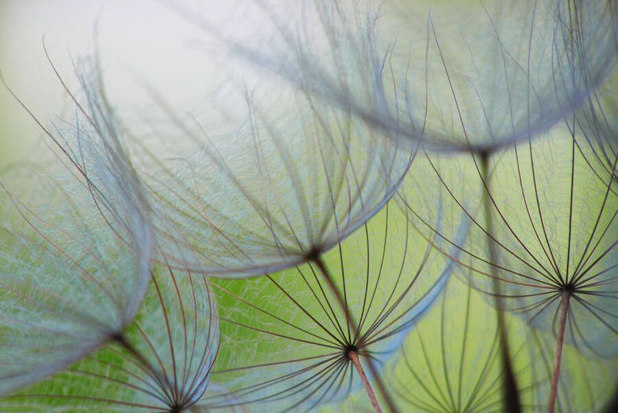 Blume, Pflanze, Löwenzahn