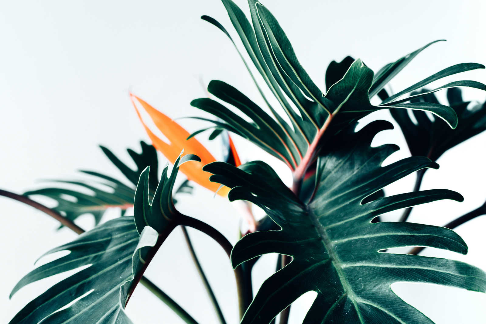             Leinwandbild tropisches Dschungelblatt Nahaufnahme – 0,90 m x 0,60 m
        