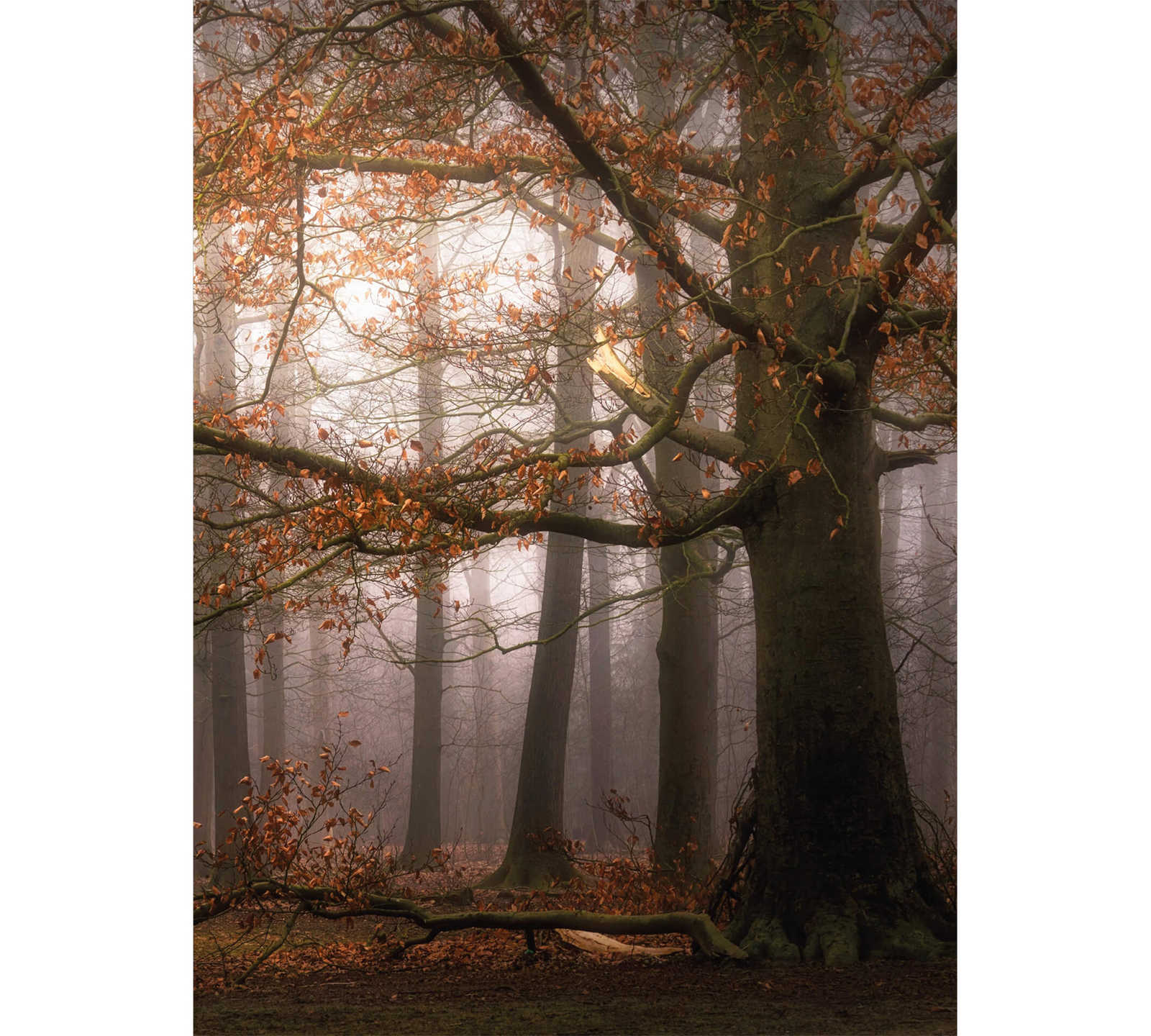         narrow mural autumn forest
    