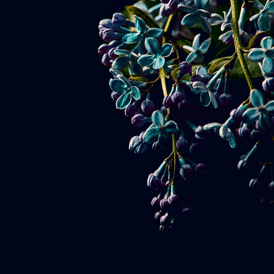 Beeren, blu-grüne Blätter, Blütenzweige, lila Knospen, dunkler Hintergrund