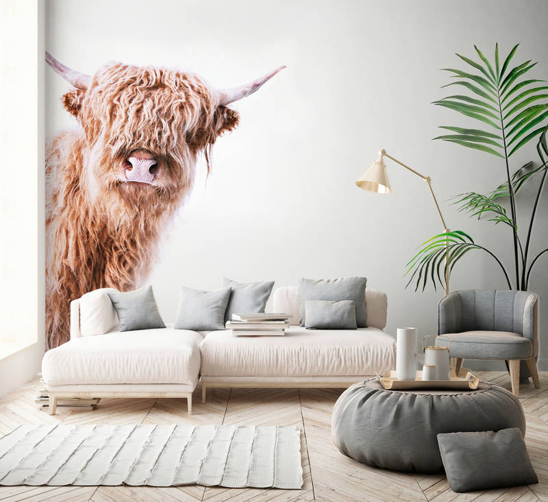 hochlandige kuh, wohnzimmer wand mural, weiches sofa, großer pflanzen, runder pouf