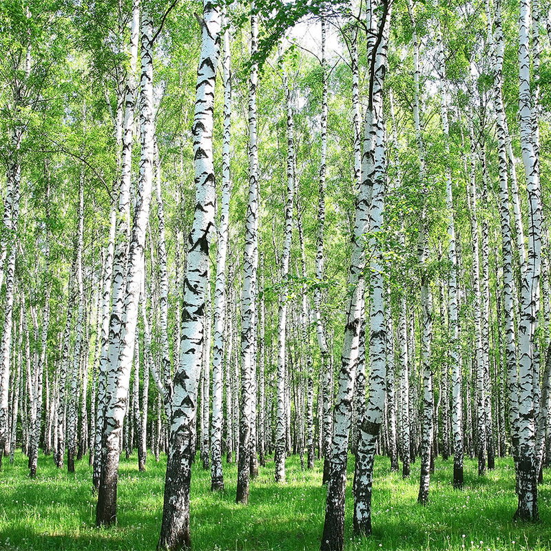 birkenbäume, wald, grünes blättermeer, weiße rinde, stamm muster