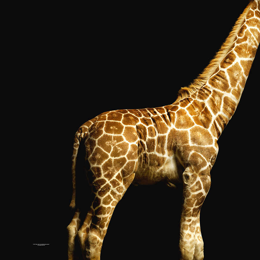         Corps de girafe - papier peint avec portrait d'animal
    