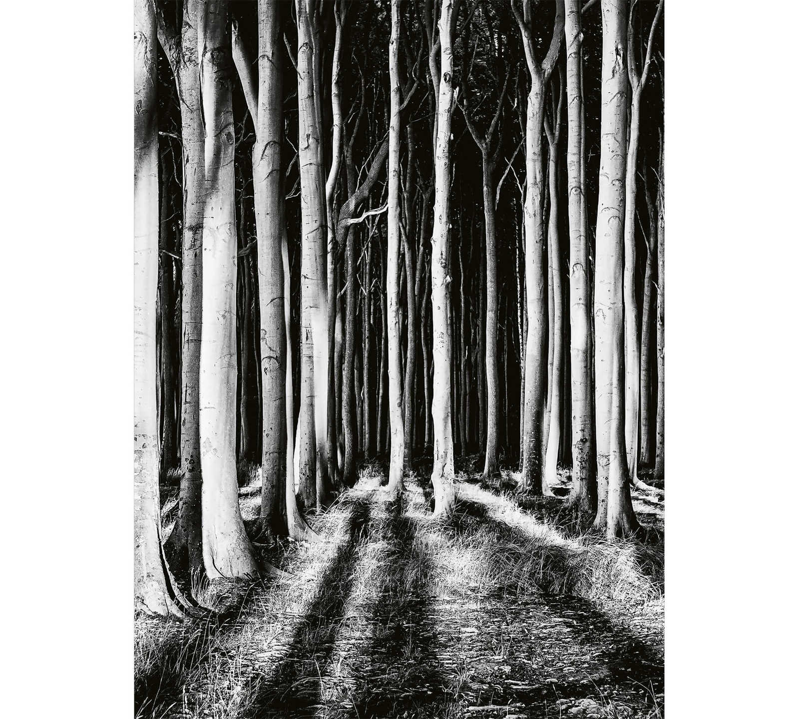 Fototapete Geisterwald bei Nacht – Schwarz, Weiß, Grau