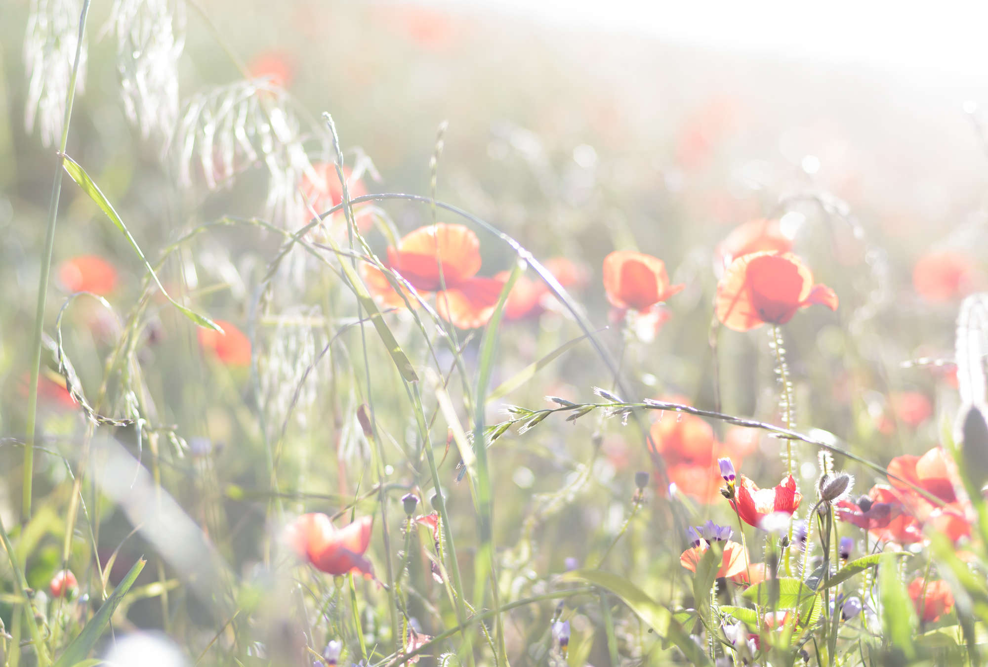 blumenwiese, mohnblumen, gras, felder, natur