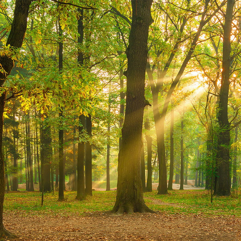 wald, sonne, lichtstrahlen, baum, herbst