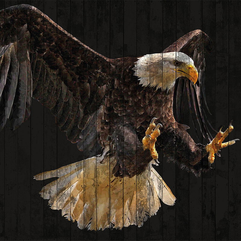 Tier, Vogel, Adler, Weißkopfseeadler